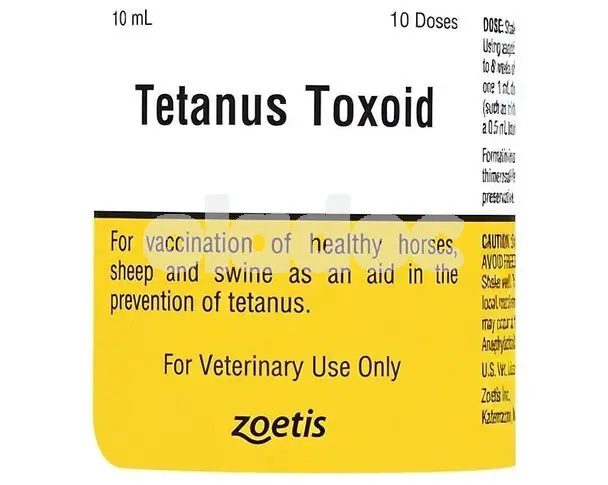 Tetanus Toxoid Vaccine Injection
